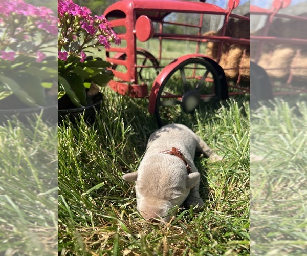 Medium Photo #4 Labrador Retriever Puppy For Sale in NEOLA, WV, USA