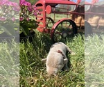 Small #3 Labrador Retriever