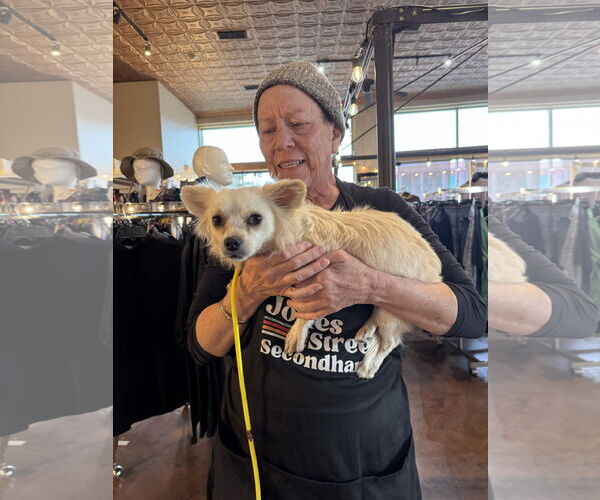 Medium Photo #4 Chihuahua-Unknown Mix Puppy For Sale in Williamsburg, NM, USA