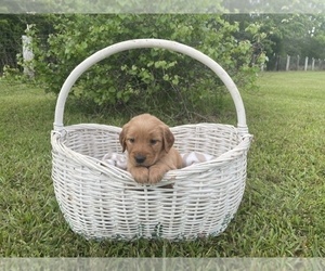 Golden Retriever Litter for sale in STAPLETON, AL, USA