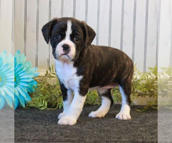 Medium Photo #1 Boston Terrier-Cavalier King Charles Spaniel Mix Puppy For Sale in MORGANTOWN, PA, USA