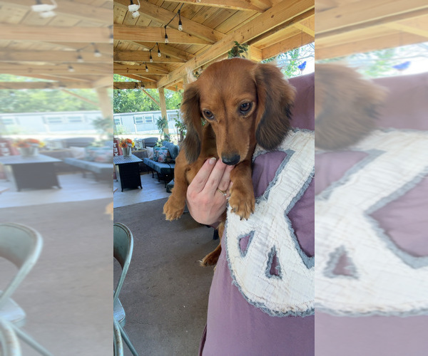 Medium Photo #1 Dachshund Puppy For Sale in HILLSBORO, KY, USA