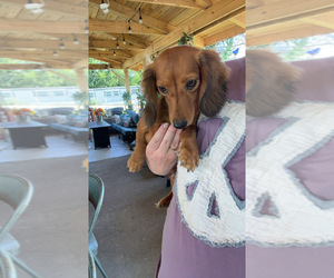 Mother of the Dachshund puppies born on 04/01/2025