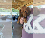 Small Photo #1 Dachshund Puppy For Sale in HILLSBORO, KY, USA