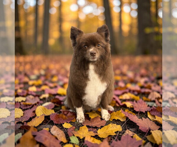 Medium Photo #2 Pomeranian Puppy For Sale in Lexington, SC, USA