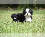 Small #4 Auss-Tzu