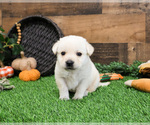 Small #3 Labrador Retriever