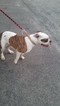 Small Photo #1 American Bulldog Puppy For Sale in SULPHUR, OK, USA