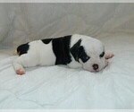 Small Photo #8 Olde English Bulldogge Puppy For Sale in NORTH LAS VEGAS, NV, USA