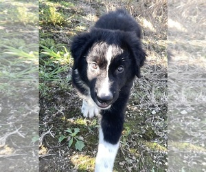 Australian Shepherd Puppy for sale in BELMONT, VT, USA