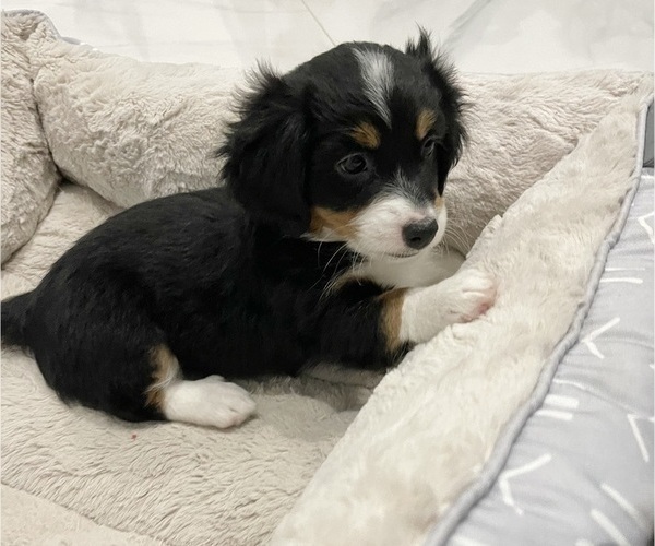 Medium Photo #2 Miniature Bernedoodle Puppy For Sale in PORT SAINT LUCIE, FL, USA