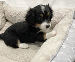 Small Photo #2 Miniature Bernedoodle Puppy For Sale in PORT SAINT LUCIE, FL, USA