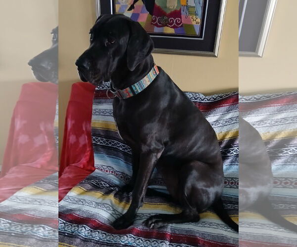 Medium Photo #2 Great Dane Puppy For Sale in Newfoundland, PA, USA