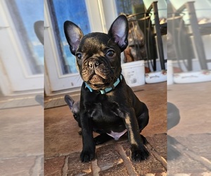 French Bulldog Puppy for sale in ATHENS, AL, USA