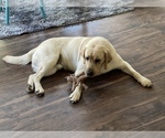Small Photo #1 Labrador Retriever Puppy For Sale in SUFFOLK, VA, USA