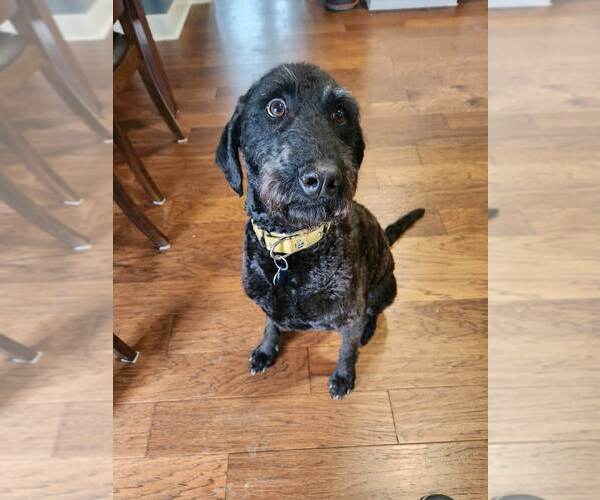 Medium Photo #4 Chesa-Poo Puppy For Sale in Springdale, PA, USA