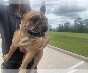 French Bulldog-Unknown Mix Dogs for adoption in Houston, TX, USA
