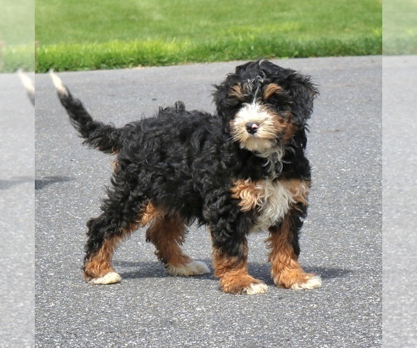 Medium Photo #4 Bernedoodle (Miniature) Puppy For Sale in EPHRATA, PA, USA