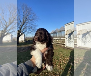 Cocker Spaniel Puppy for sale in SULLIVAN, IL, USA