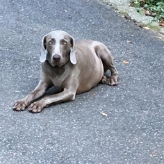 Mother of the Weimaraner puppies born on 08/13/2017