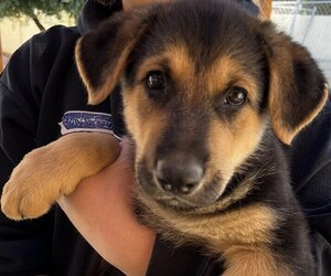 German Shepherd Dog Puppy for sale in APPLE VALLEY, CA, USA
