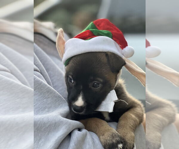 Medium Photo #4 German Shepherd Dog-Unknown Mix Puppy For Sale in Dana Point, CA, USA