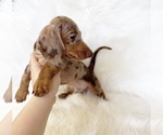 Small #3 Dachshund