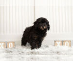 Small Photo #4 Poodle (Toy) Puppy For Sale in WARSAW, IN, USA