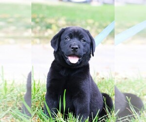 Labrador Retriever Puppy for sale in SYRACUSE, IN, USA