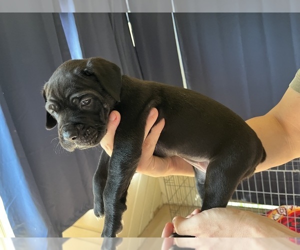 Medium Photo #6 Cane Corso Puppy For Sale in GATESVILLE, TX, USA