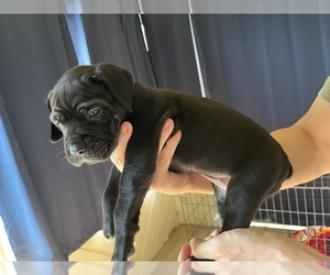 Medium Cane Corso