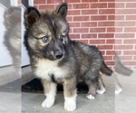 Small Photo #6 Siberian Husky Puppy For Sale in CO SPGS, CO, USA