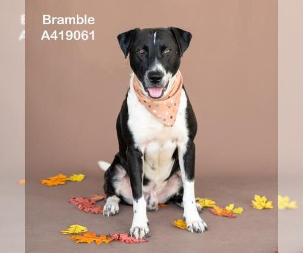 Medium Photo #2 Labrador Retriever-Unknown Mix Puppy For Sale in Conroe, TX, USA