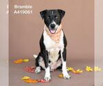 Small #1 Labrador Retriever Mix