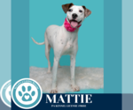 Small #9 Boxer Mix