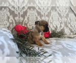 Small Photo #4 Jug Puppy For Sale in SHILOH, OH, USA