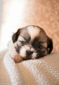 Medium Photo #1 Shih Tzu Puppy For Sale in SCOTTSDALE, AZ, USA