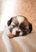 Small Photo #1 Shih Tzu Puppy For Sale in SCOTTSDALE, AZ, USA