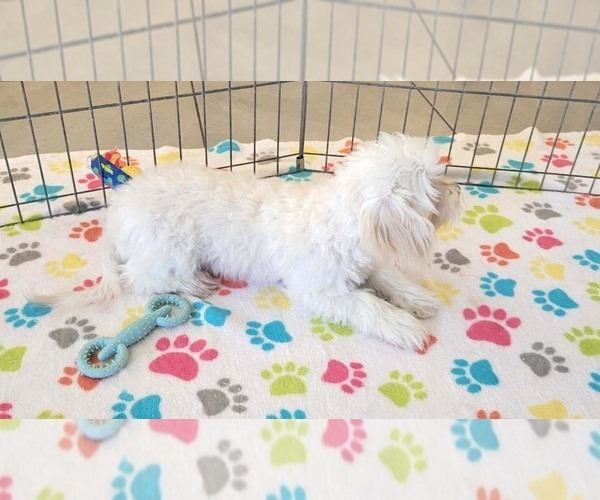 Medium Photo #7 Maltipoo (Toy) Puppy For Sale in ORO VALLEY, AZ, USA