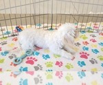Small #6 Maltipoo (Toy)