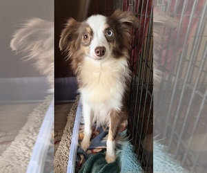 Mother of the Miniature Australian Shepherd puppies born on 09/23/2026