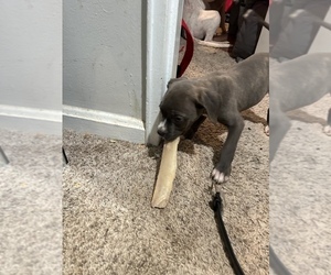 American Pit Bull Terrier-Cane Corso Mix Puppy for sale in WASHINGTON, DC, USA