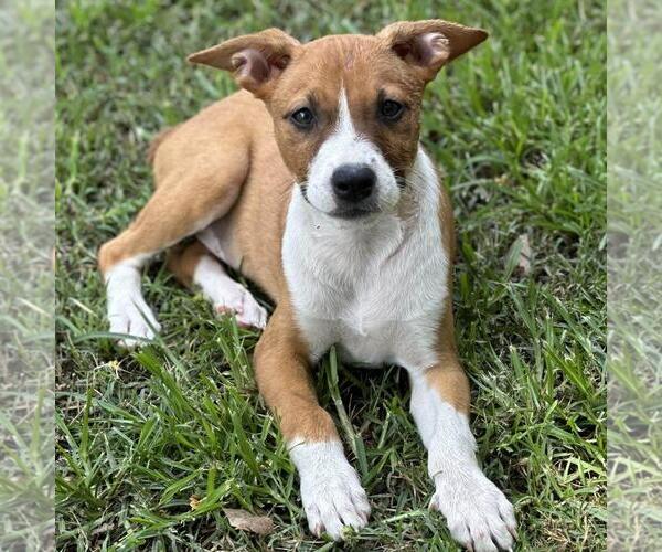 Medium Photo #4 Labrador Retriever-Unknown Mix Puppy For Sale in Yardley, PA, USA
