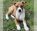 Small #3 Labrador Retriever Mix