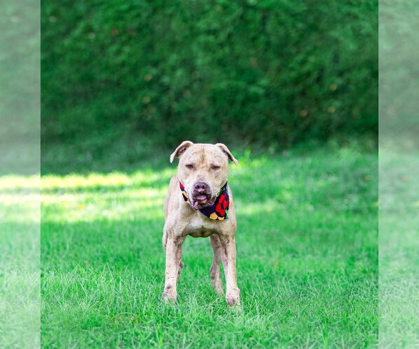 Medium Photo #4 Mutt Puppy For Sale in Unionville, PA, USA