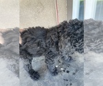 Small Photo #7 Poodle (Standard) Puppy For Sale in BAKERSFIELD, CA, USA