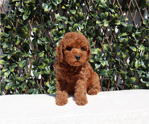 Poodle (Toy) Puppy for sale in LITTLEROCK, CA, USA