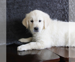 Small Photo #3 English Cream Golden Retriever Puppy For Sale in MANHEIM, PA, USA