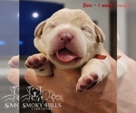 Small Photo #65 Labrador Retriever Puppy For Sale in POCAHONTAS, IL, USA