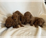 Small #1 Goldendoodle (Miniature)